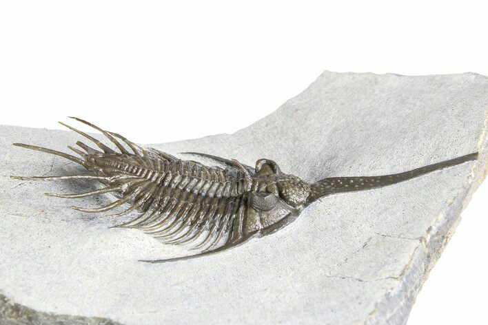 Rare, Psychopyge Termierorum Trilobite - Ofaten, Morocco #381553